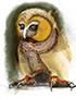 fashionista owl
