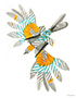 Illustration swordbird